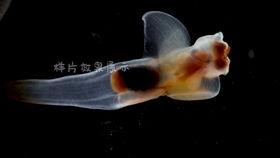 海洋鱼类视频爆料,揭秘海洋鱼类神秘生活  第3张