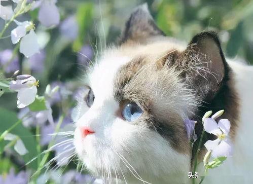 网红猫吃贝贝瓜图片高清,高清镜头捕捉贝贝瓜美味瞬间 第2张 网红猫吃贝贝瓜图片高清,高清镜头捕捉贝贝瓜美味瞬间 第2张